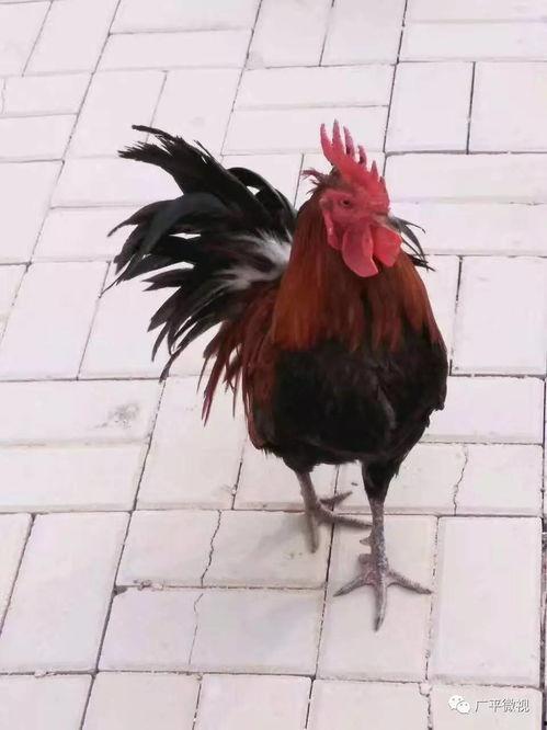 热门爆料公鸡打架视频播放,鸡界“拳击手”大比拼！  第3张
