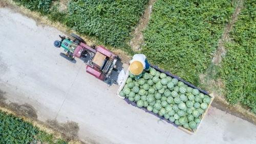 河南娱乐吃瓜,吃瓜群众揭秘幕后故事  第3张